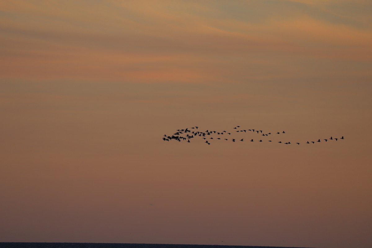 Surf/Black Scoter - Nick Newberry