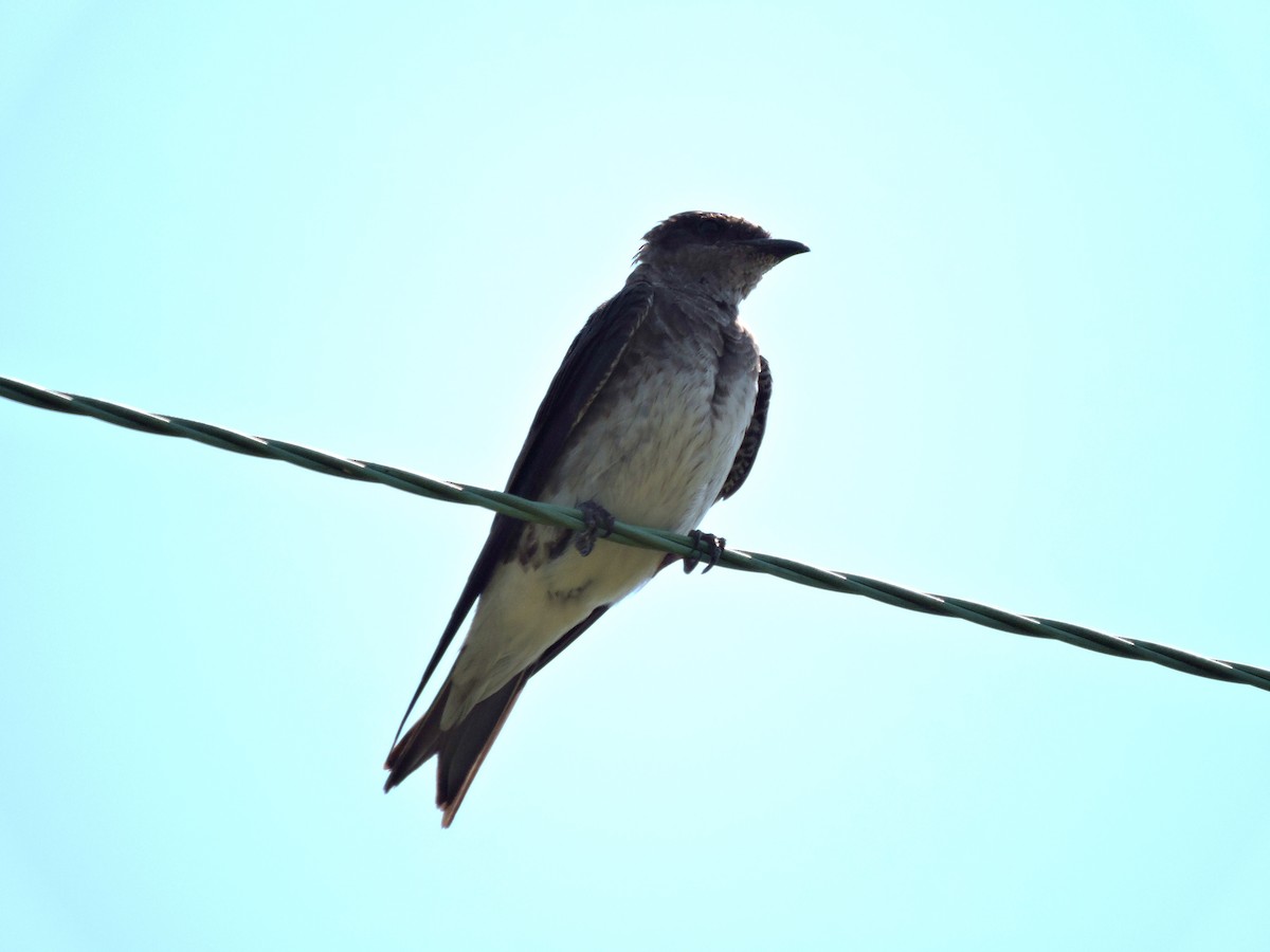 Purple Martin - Eric Michael