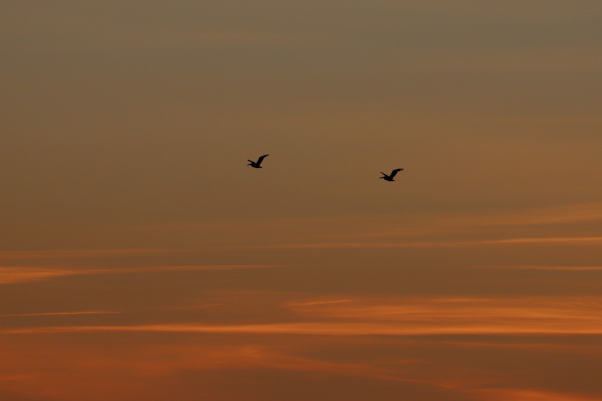 Brown Pelican - Nick Newberry