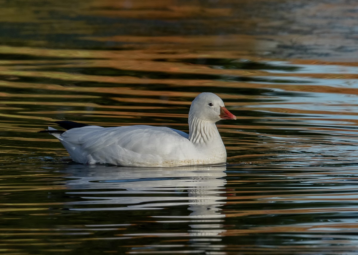 Ross's Goose - ML127295501