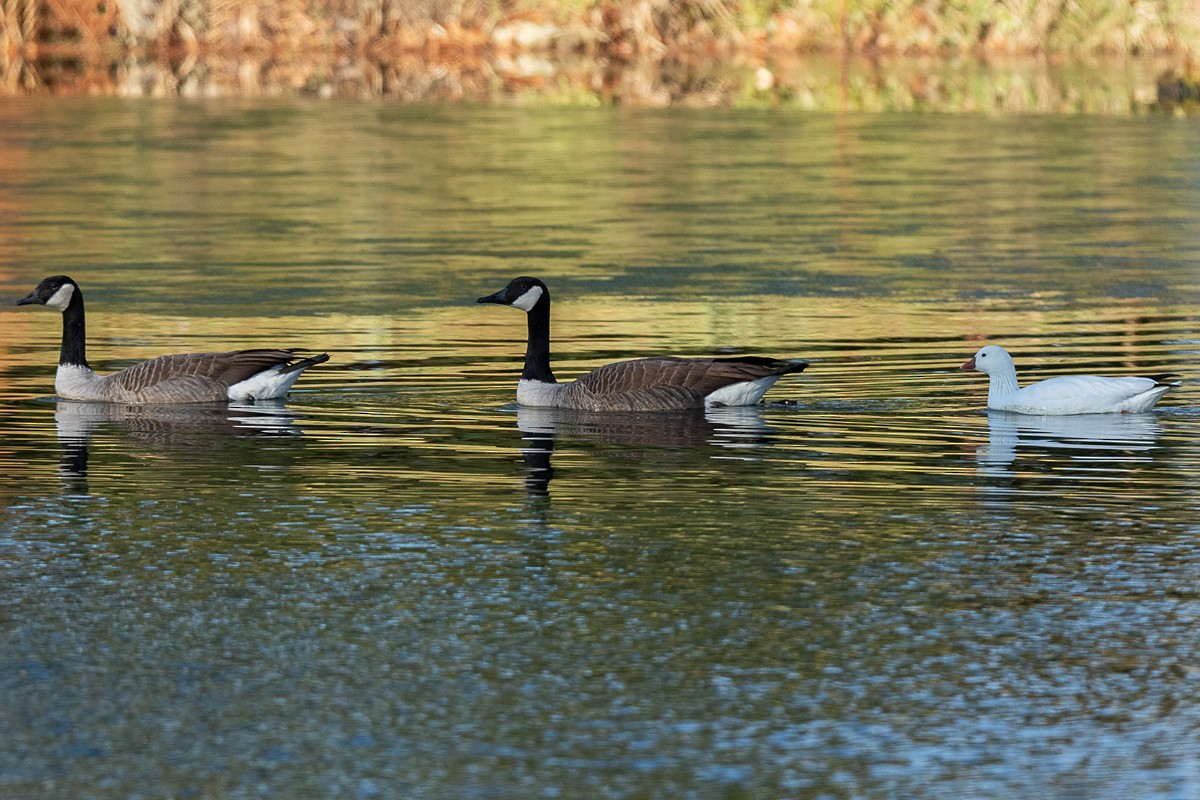 Ross's Goose - ML127295521