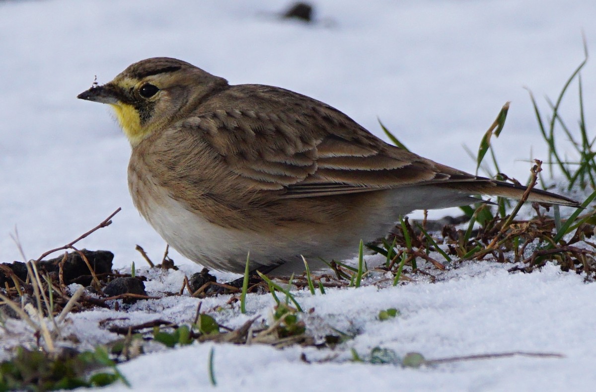 Horned Lark - Dennis Mersky