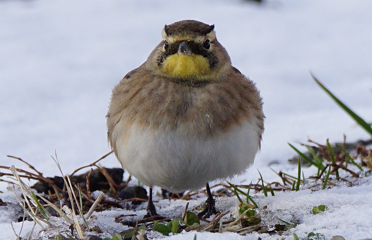 Horned Lark - Dennis Mersky