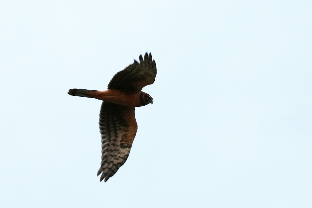 Northern Harrier - Colin Sumrall