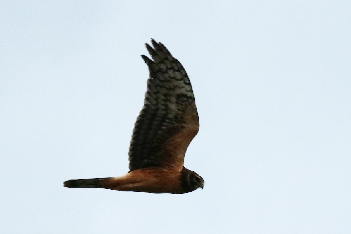 Northern Harrier - Colin Sumrall