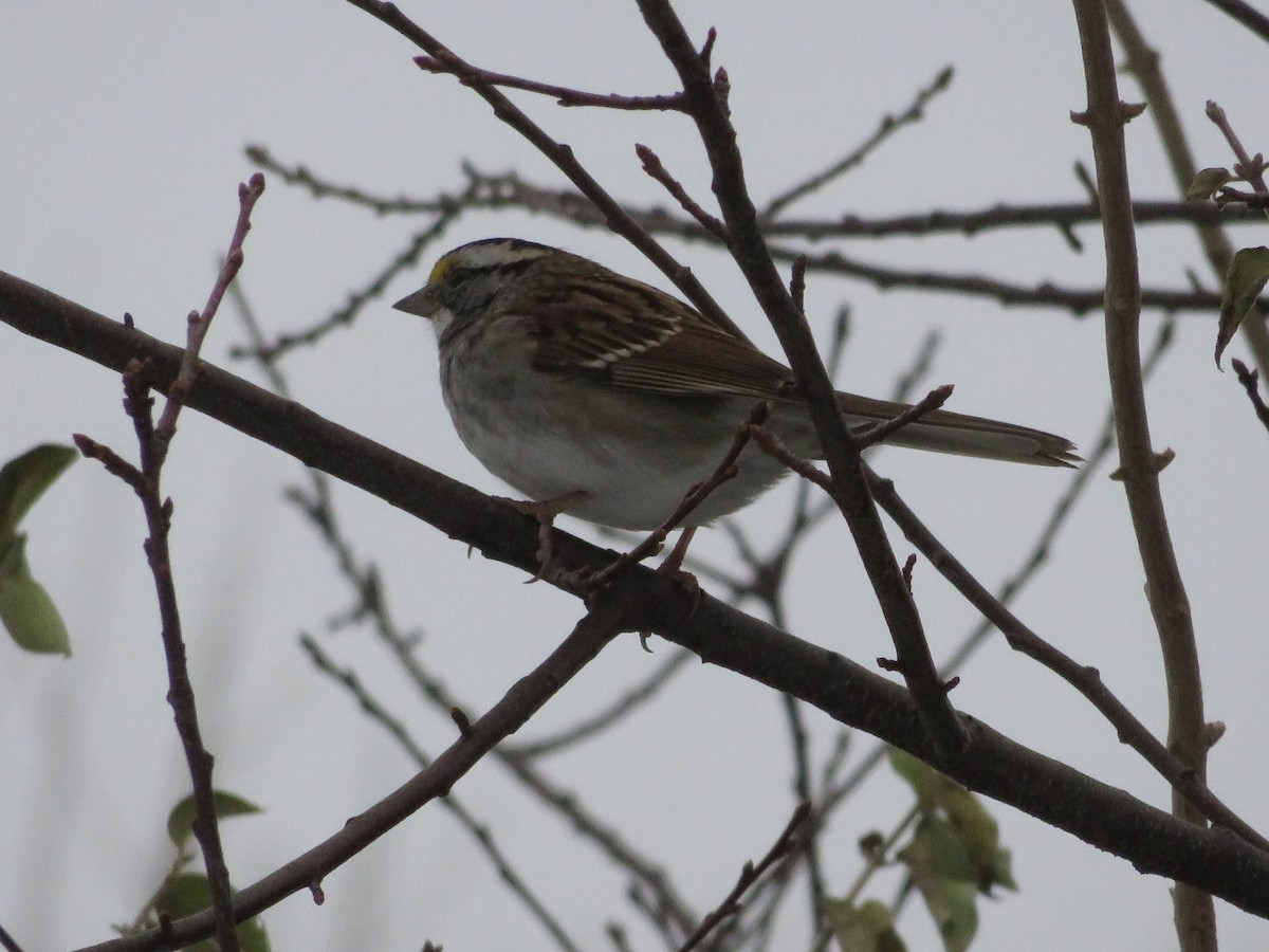 White-throated Sparrow - ML127296781