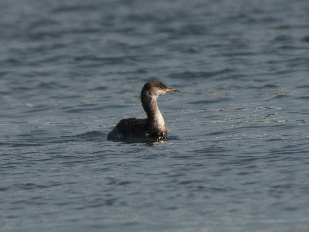 Red-necked Grebe - Glenn Kincaid