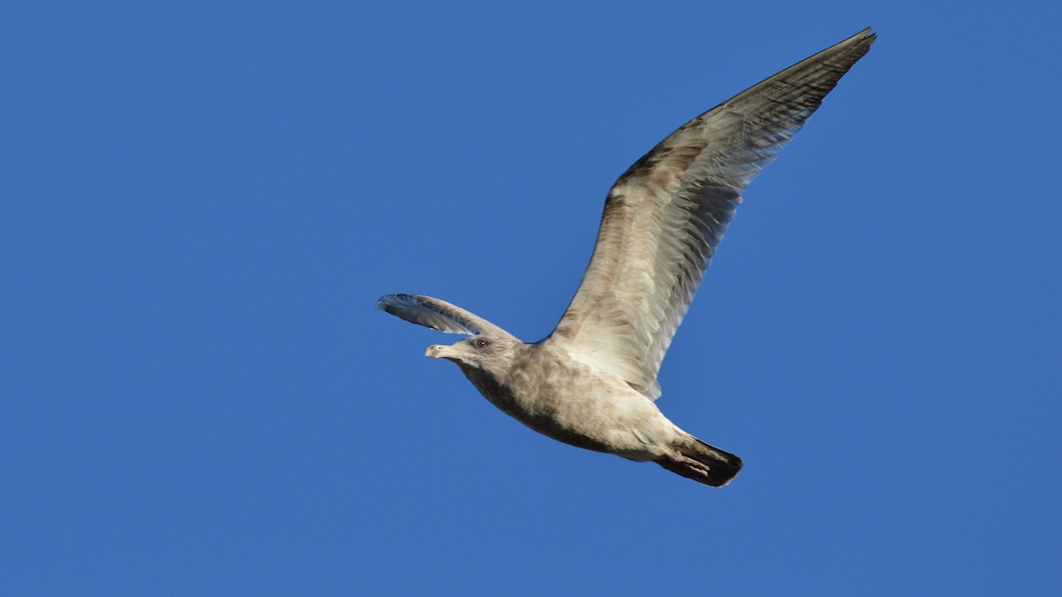 Herring Gull - ML127298691