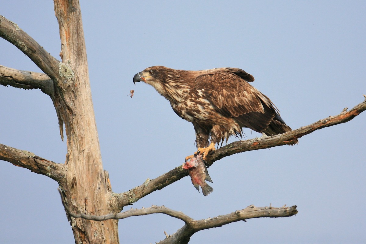 Bald Eagle - Timothy P. Jones