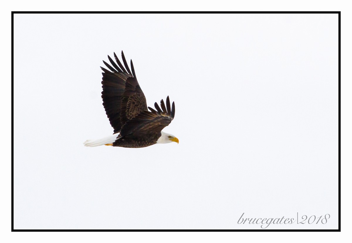 Bald Eagle - ML127300431