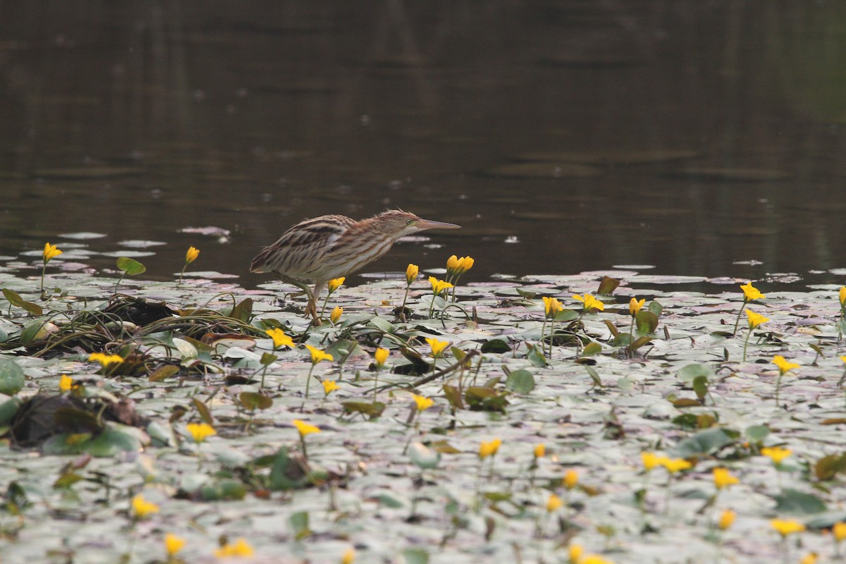 Yellow Bittern - ML127301441