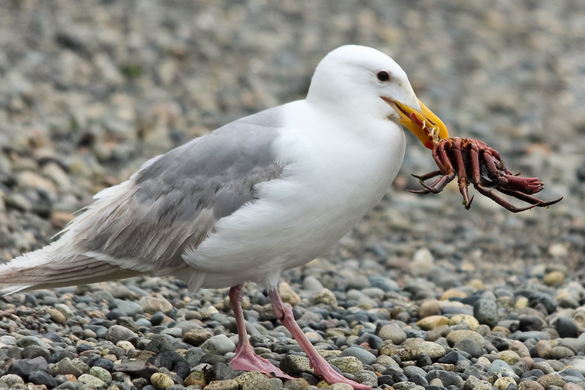 Glaucous-winged Gull - Jason Taylor