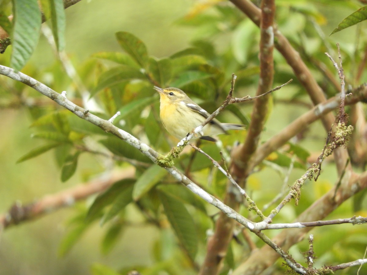 Blackburnian Warbler - ML127309591