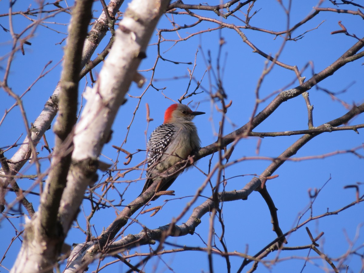 Red-bellied Woodpecker - mc coburn