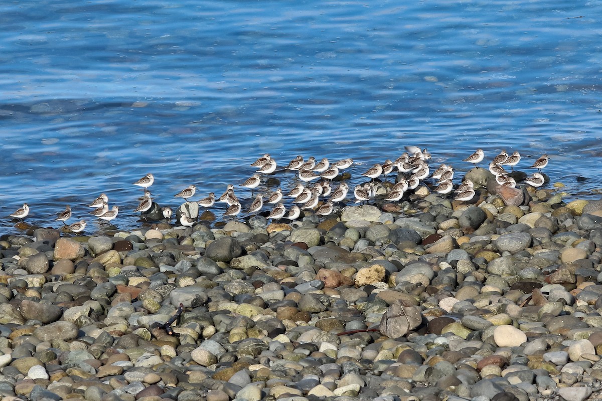 Western Sandpiper - Jason Taylor