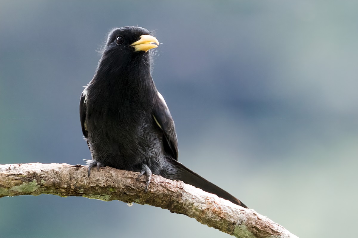 Yellow-billed Nunbird - ML127314261