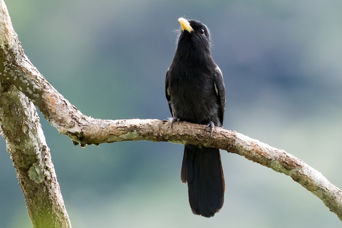 Yellow-billed Nunbird - ML127314281