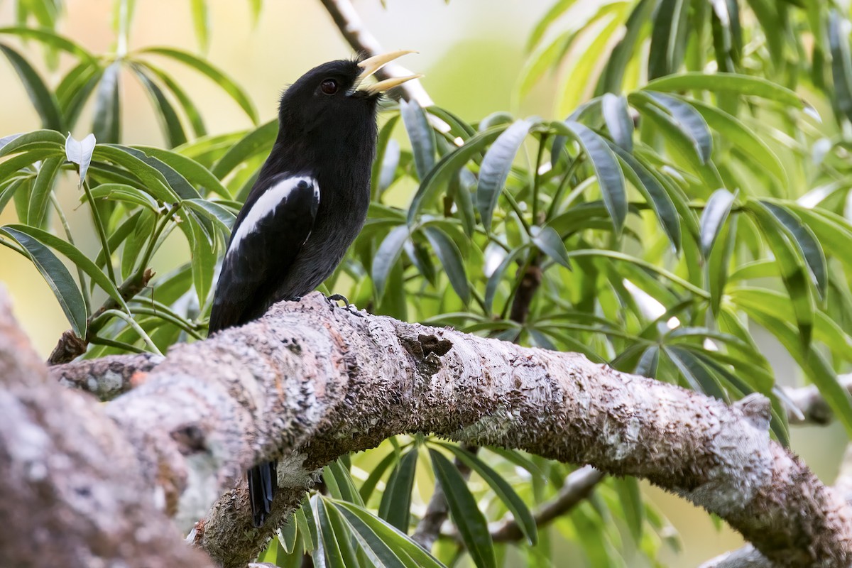 Yellow-billed Nunbird - ML127314301