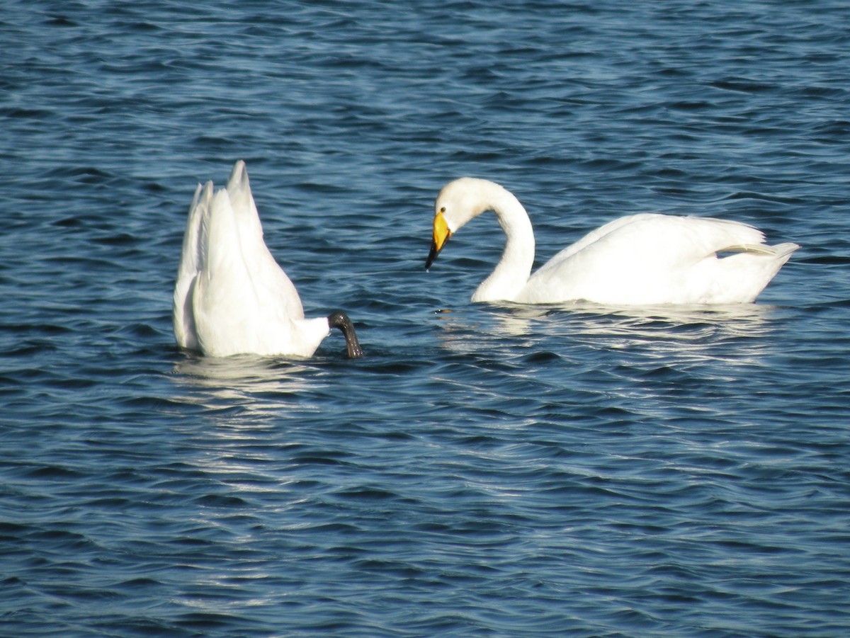 Whooper Swan - ML127314641