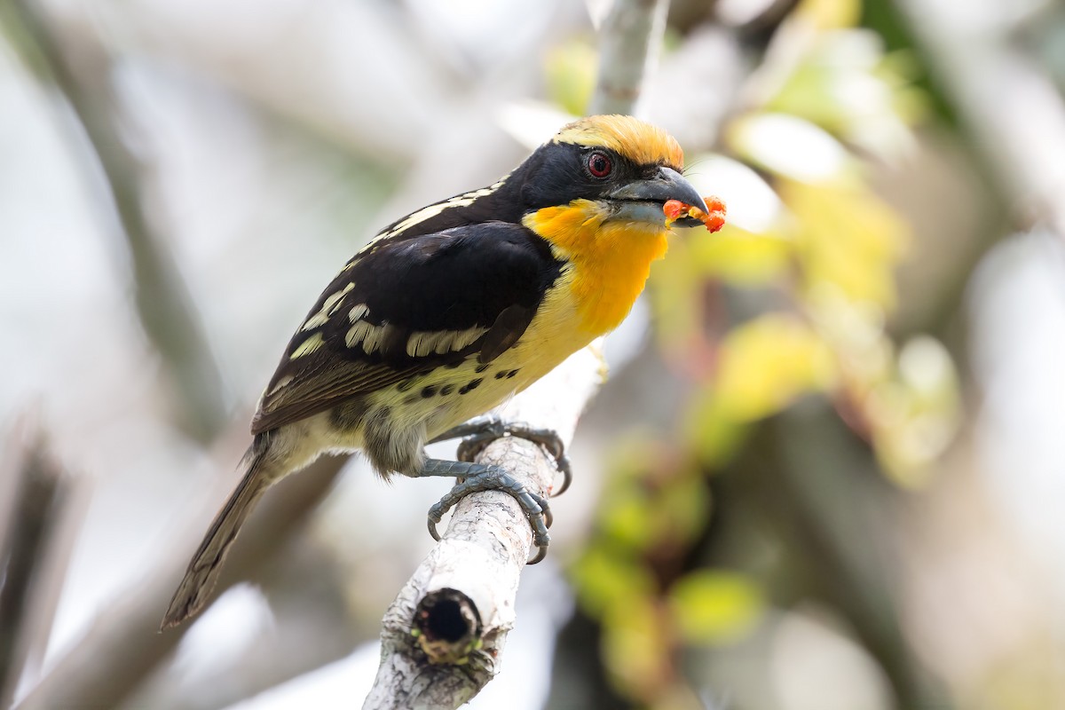 Gilded Barbet - ML127314701