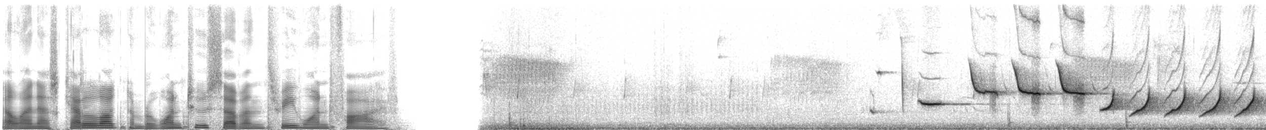 Banded Wren - ML127315