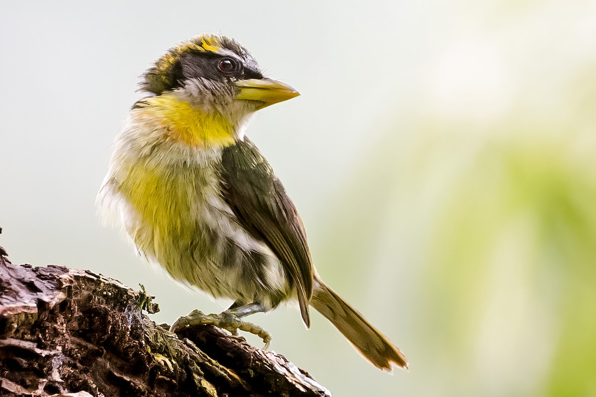 Lemon-throated Barbet - Renato Espinosa