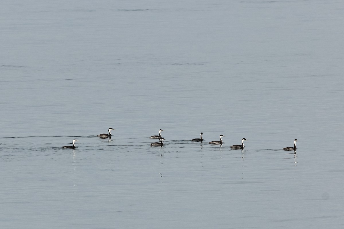 Western Grebe - ML127315711