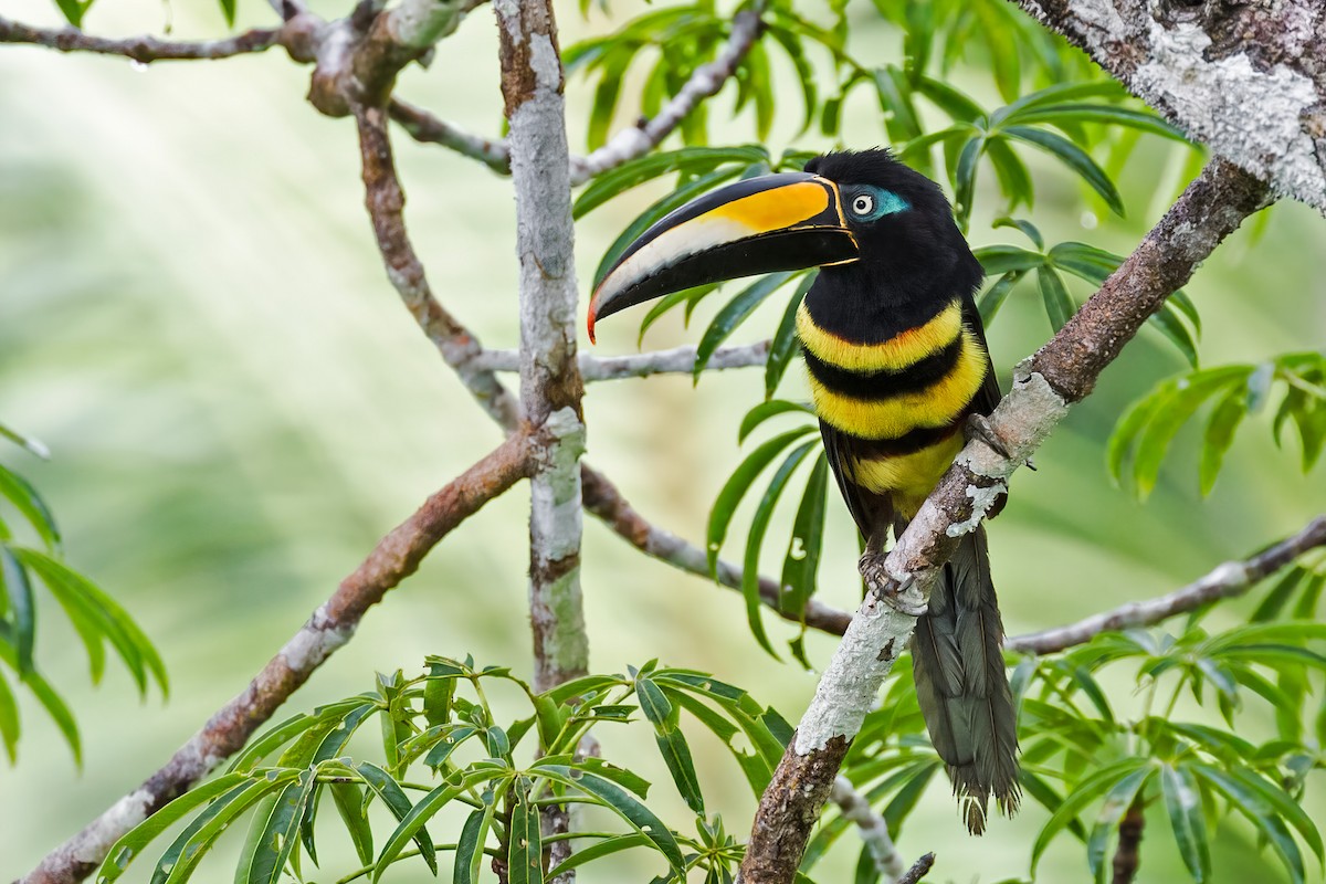 Many-banded Aracari - ML127315771