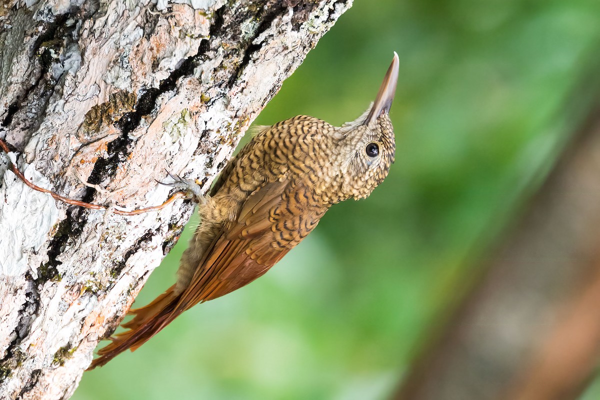 Amazonian Barred-Woodcreeper - Renato Espinosa