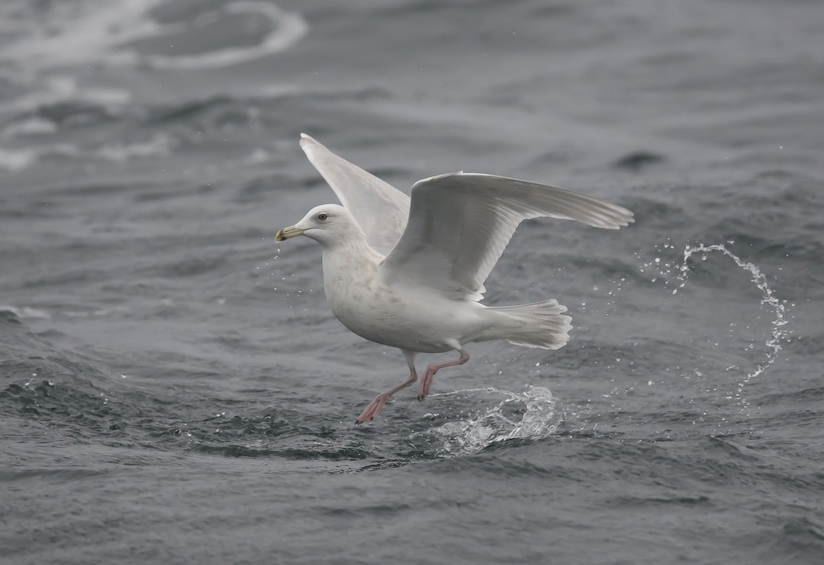 Glaucous Gull - ML127317441