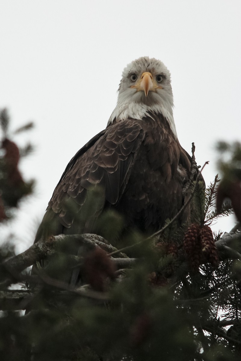 Bald Eagle - Jason Taylor