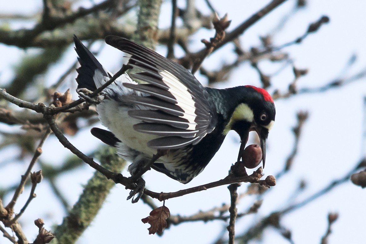 Acorn Woodpecker - ML127318351
