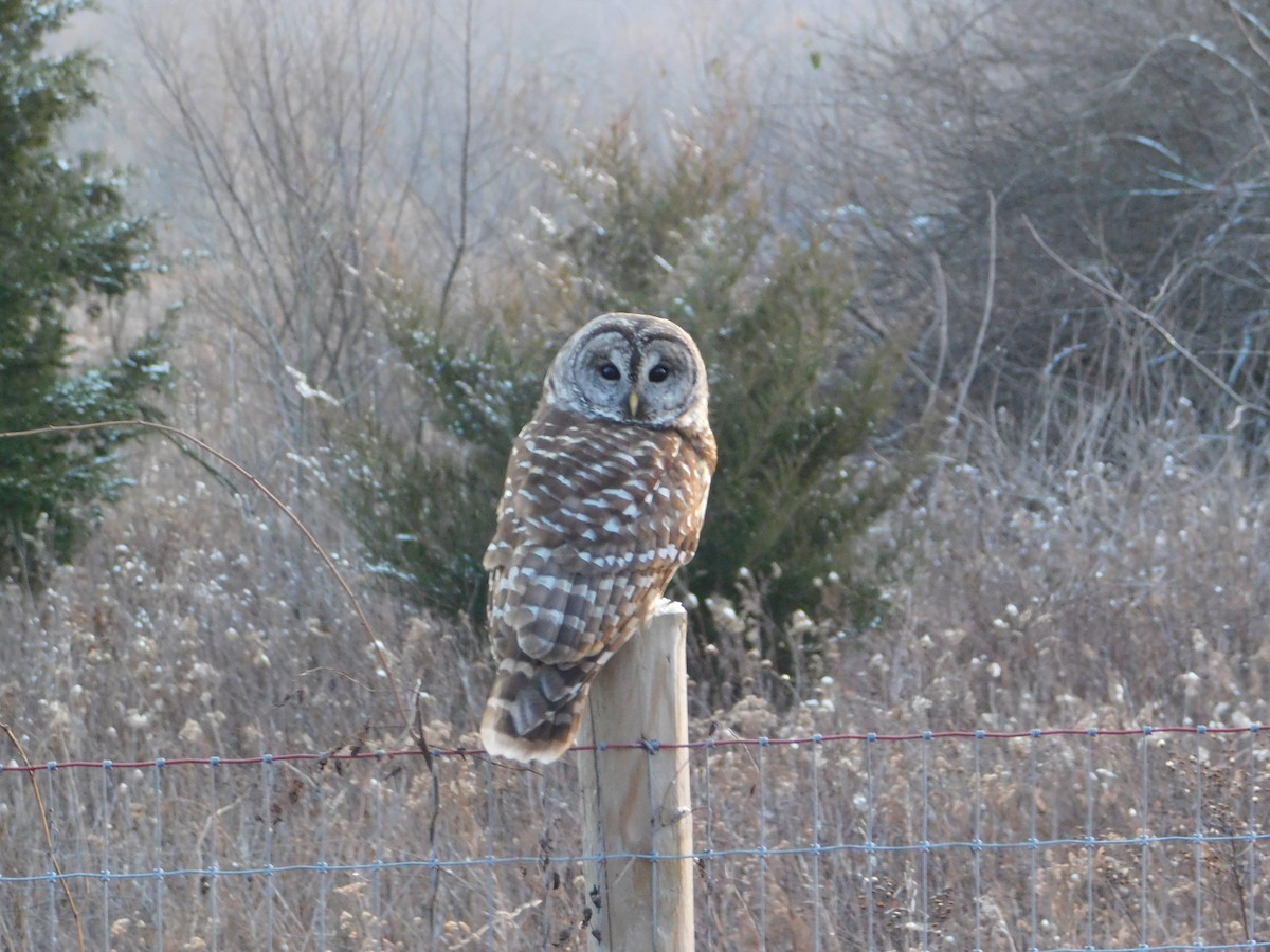 Barred Owl - ML127318591