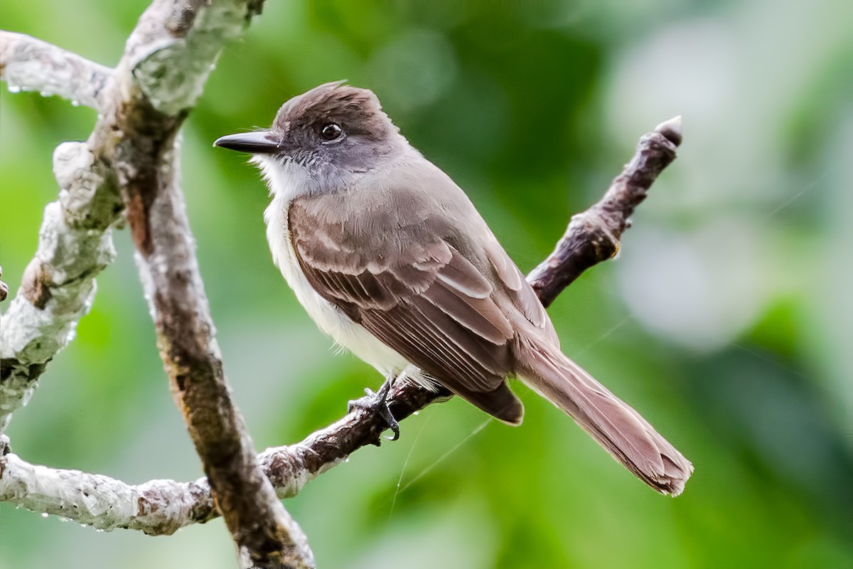 Dusky-capped Flycatcher - ML127318831