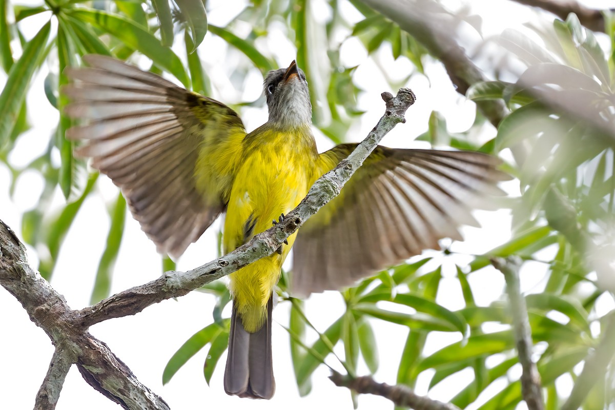 Dusky-chested Flycatcher - ML127319201