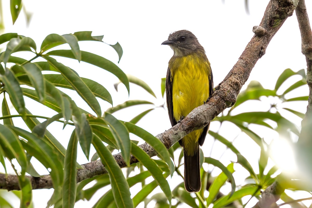 Dusky-chested Flycatcher - ML127319241