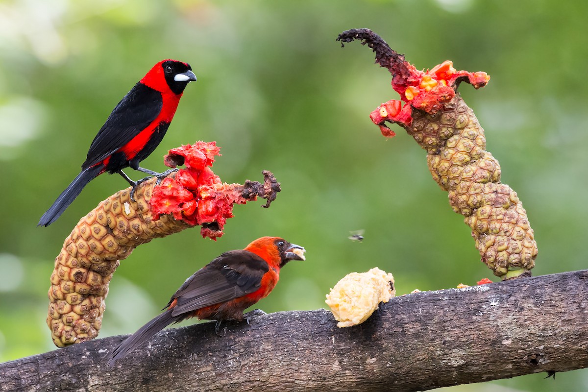 Masked Crimson Tanager - Renato Espinosa