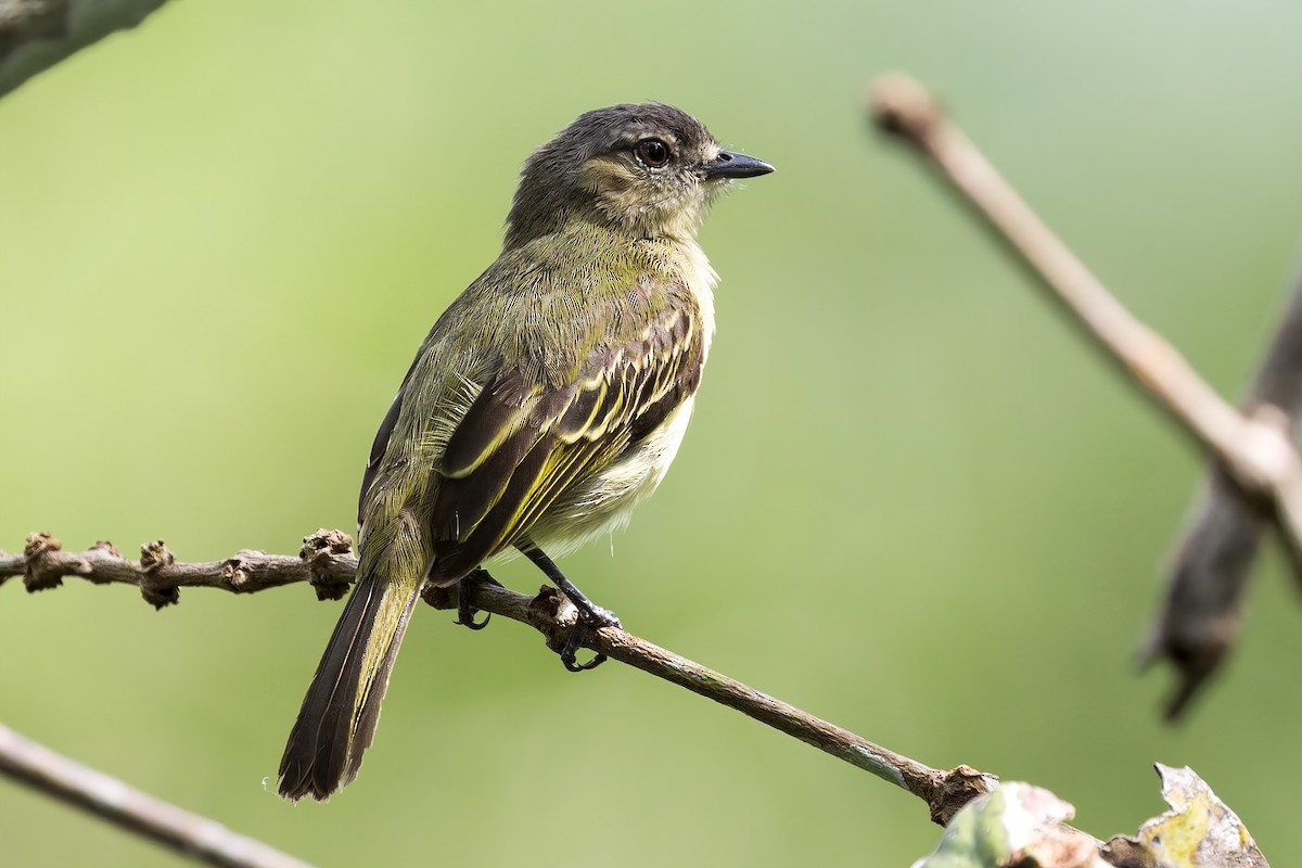 Slender-footed Tyrannulet - Renato Espinosa