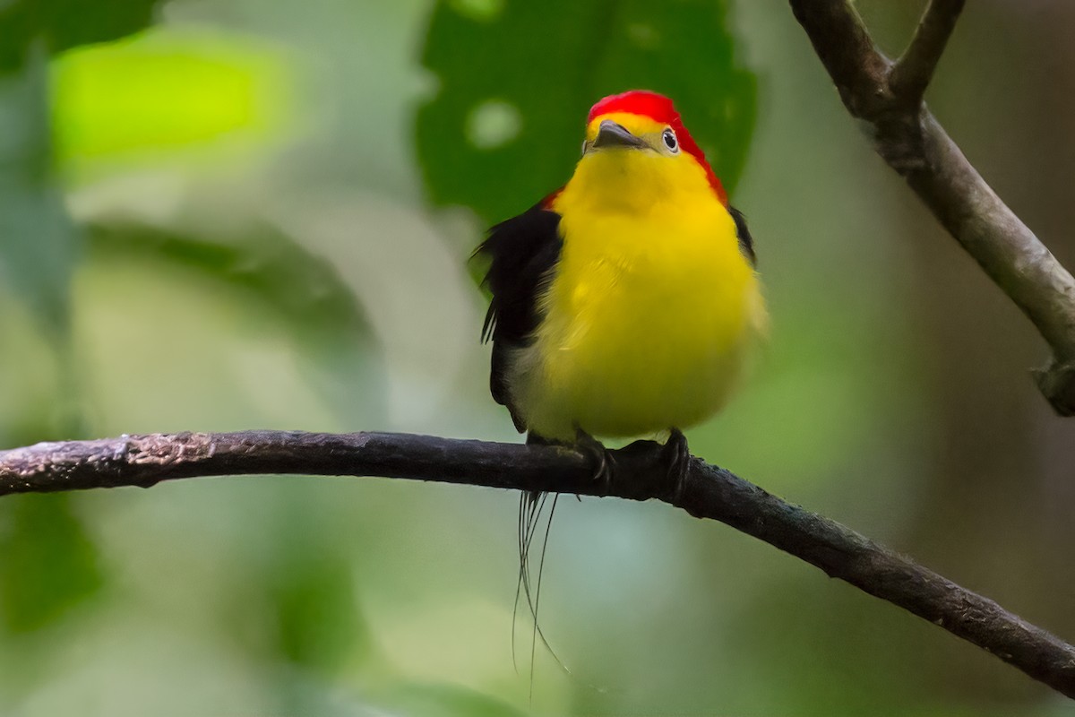 Wire-tailed Manakin - ML127321451