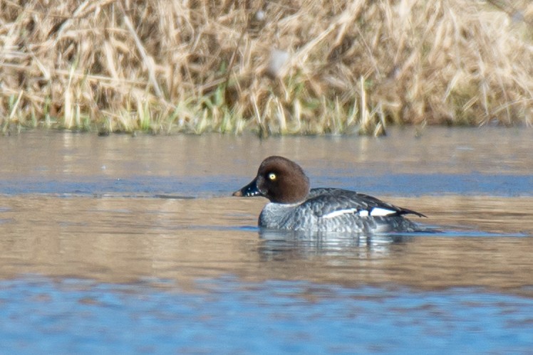 Common Goldeneye - ML127321501