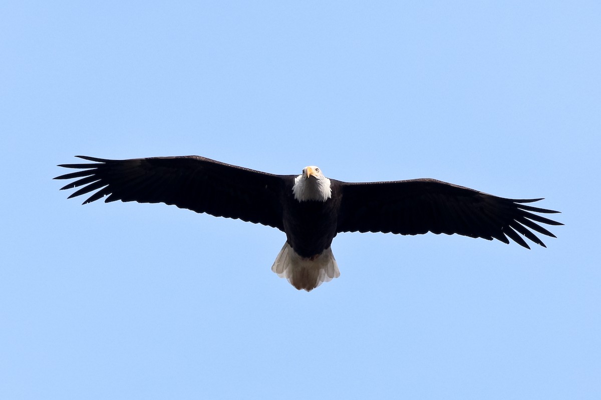 Bald Eagle - Jason Taylor