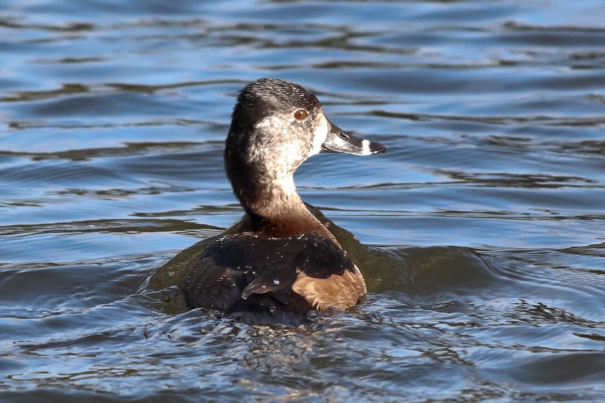 Ring-necked Duck - Jason Taylor