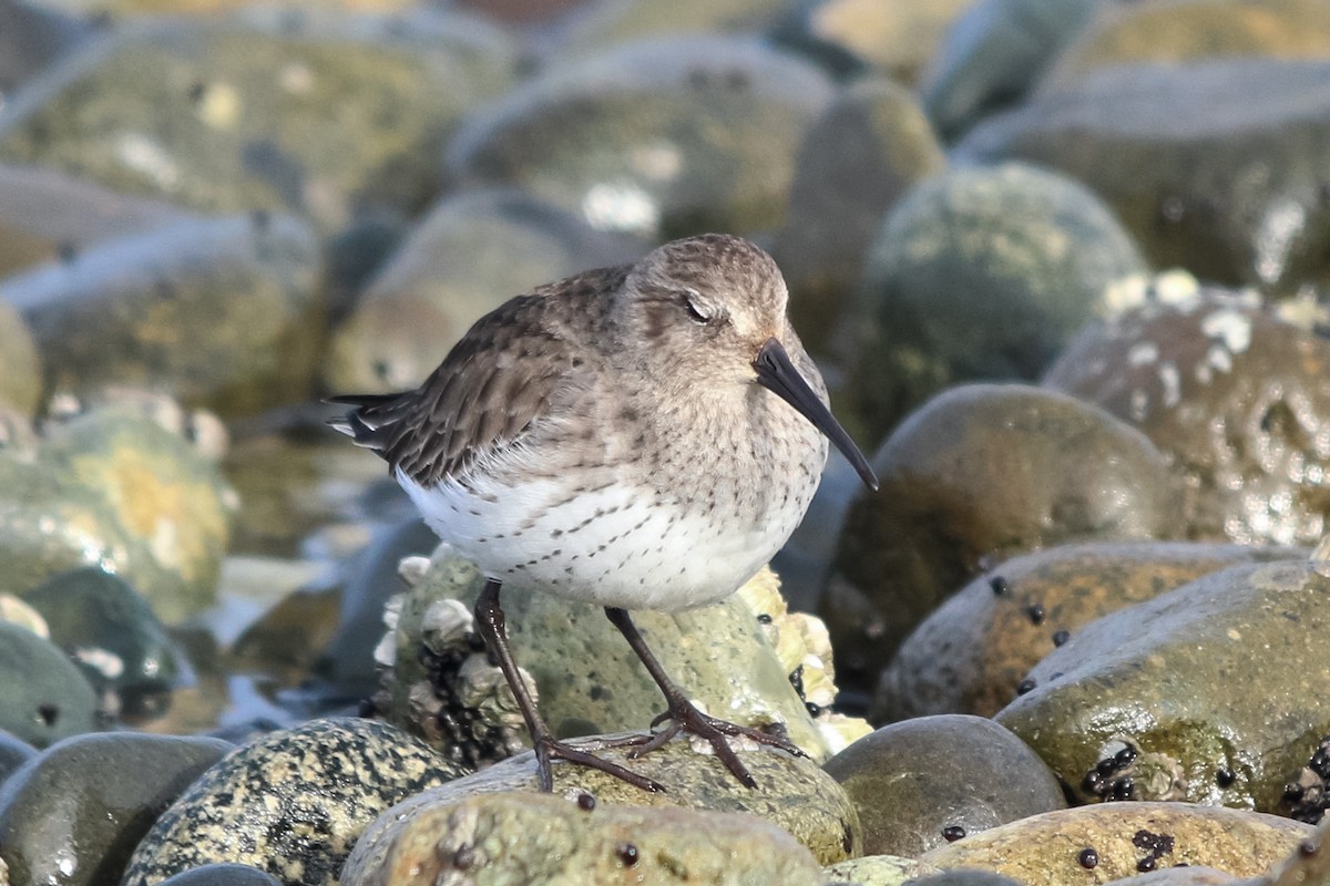 Dunlin - Jason Taylor