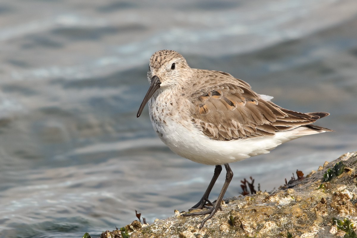 Dunlin - Jason Taylor