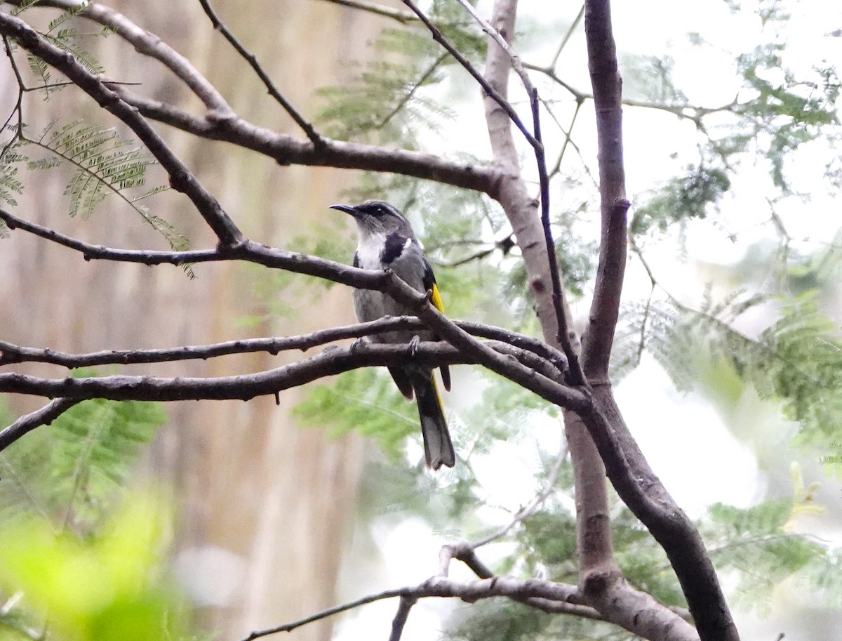 Crescent Honeyeater - William Proebsting