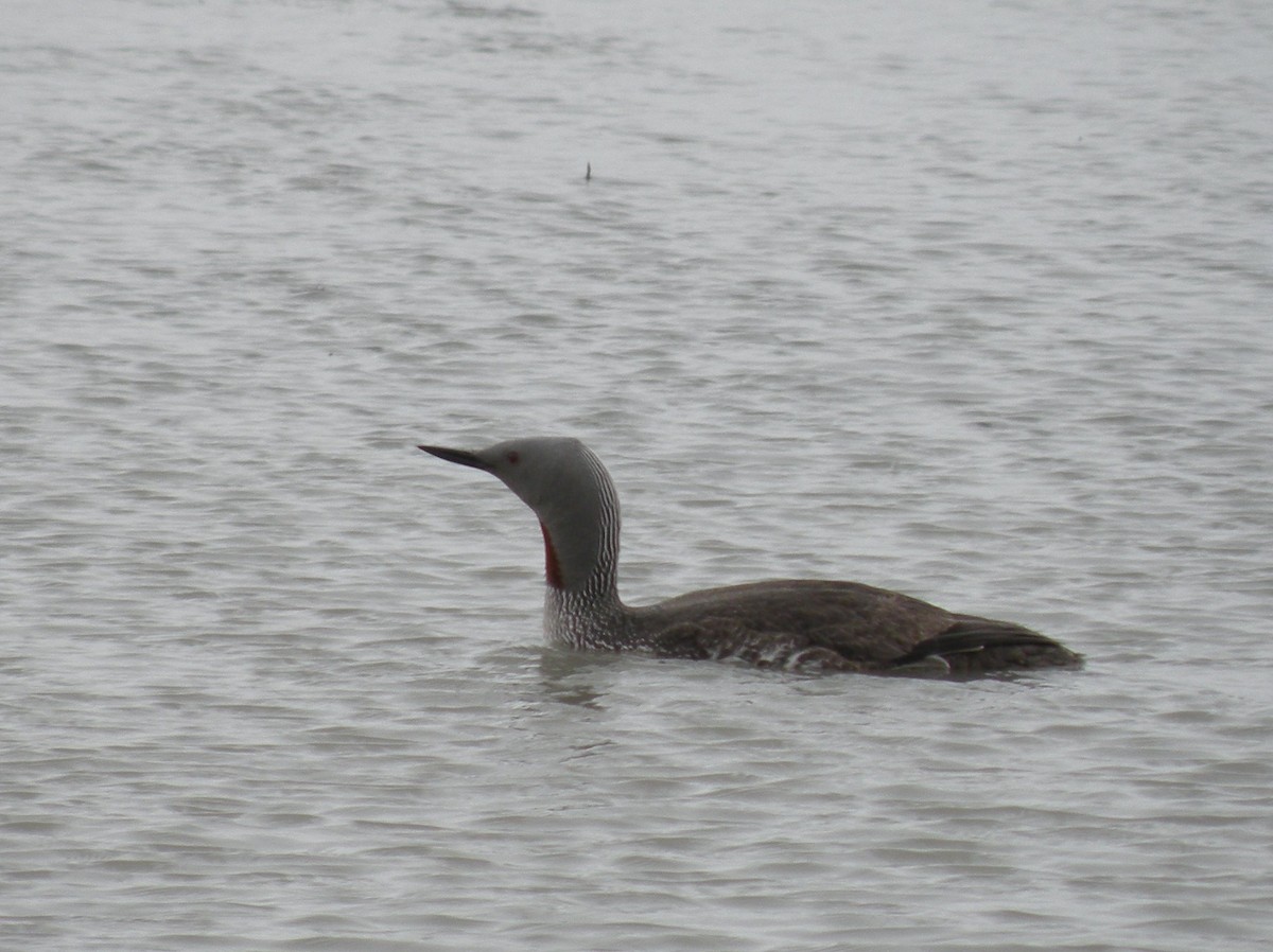 Red-throated Loon - Jean-Marc  Gauche