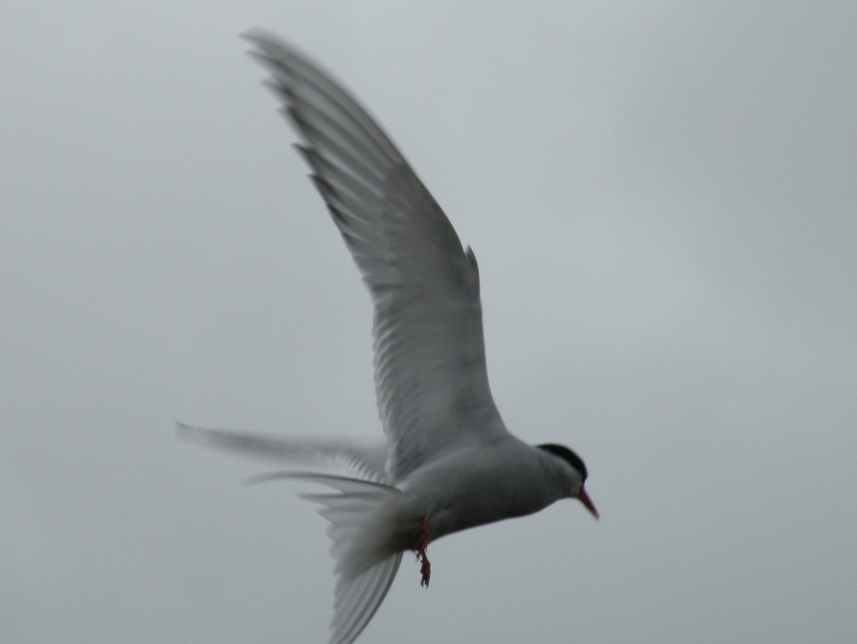 Arctic Tern - ML127326561