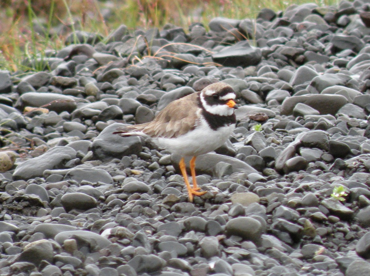 Common Ringed Plover - Jean-Marc  Gauche