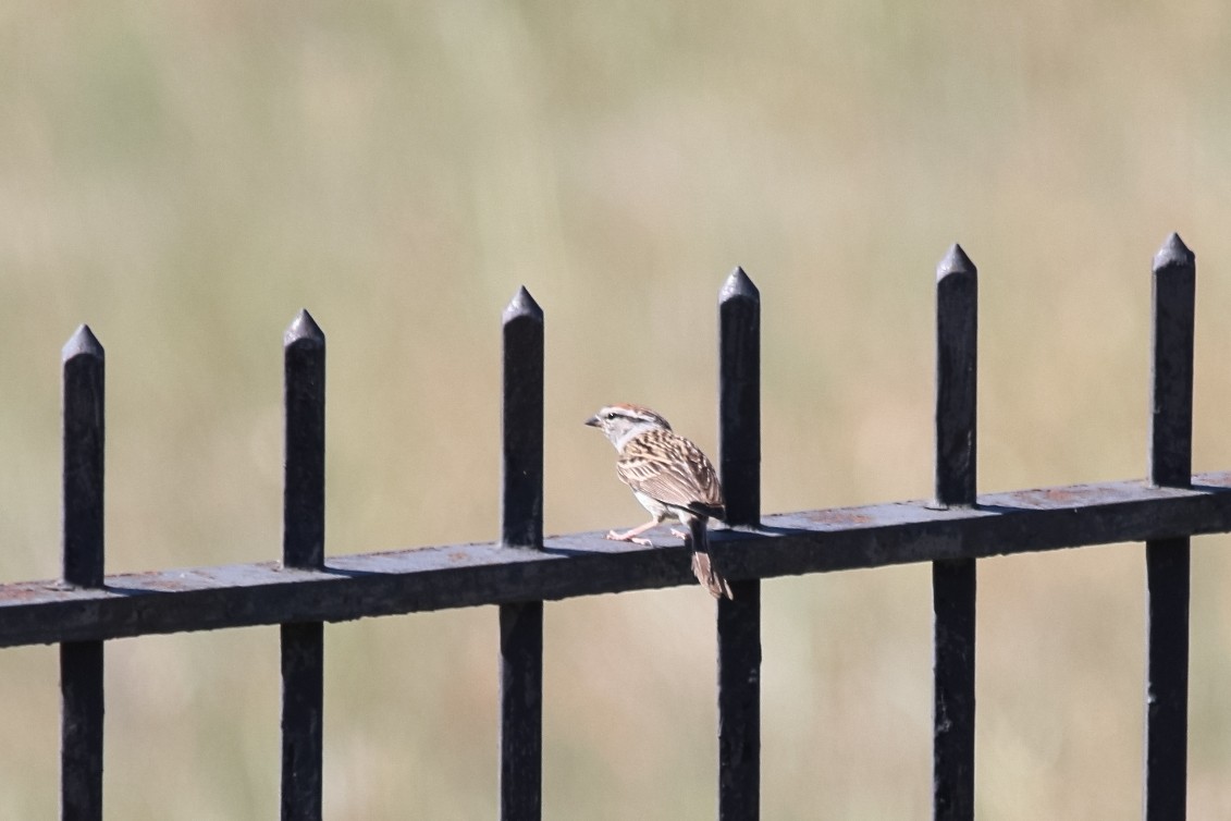 Chipping Sparrow - ML127329181