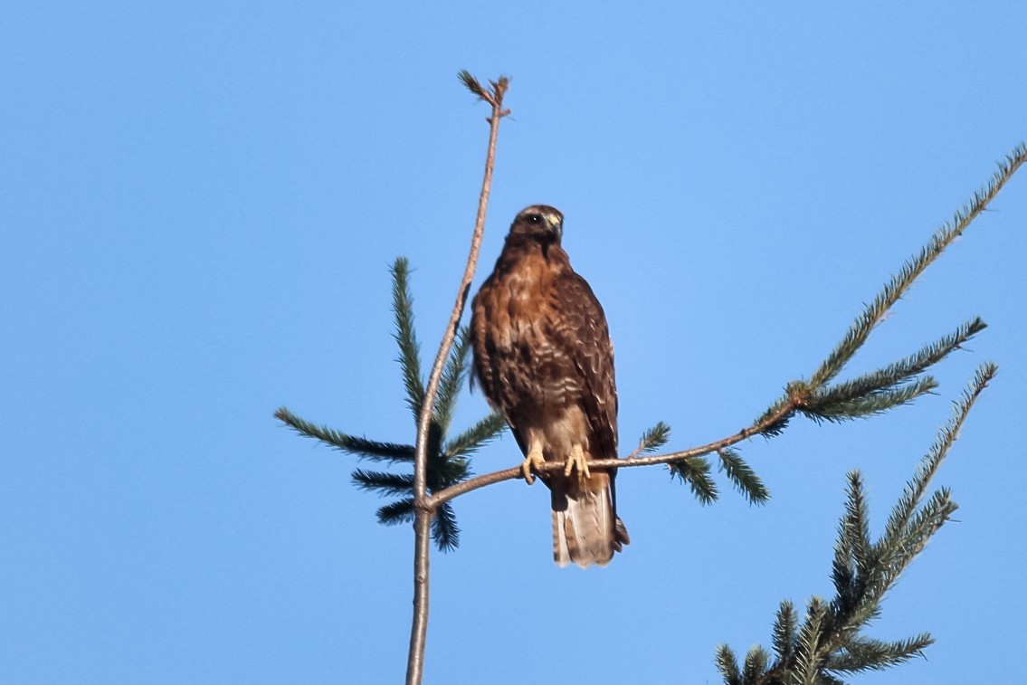 Red-tailed Hawk - Jason Taylor